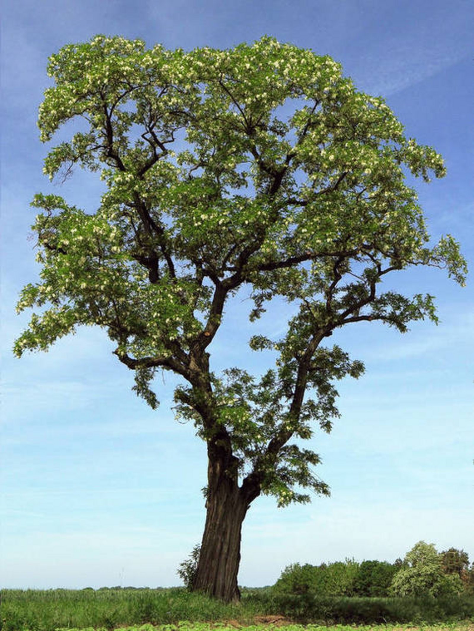 Akazie, ein grosser Baum auf freiem Feld